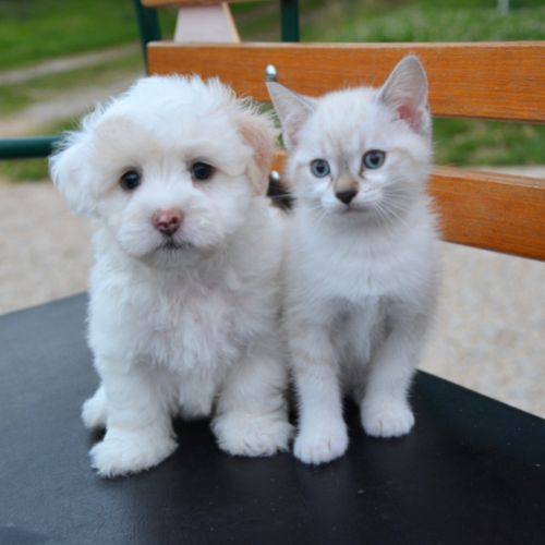 Crystals Gift for Pets