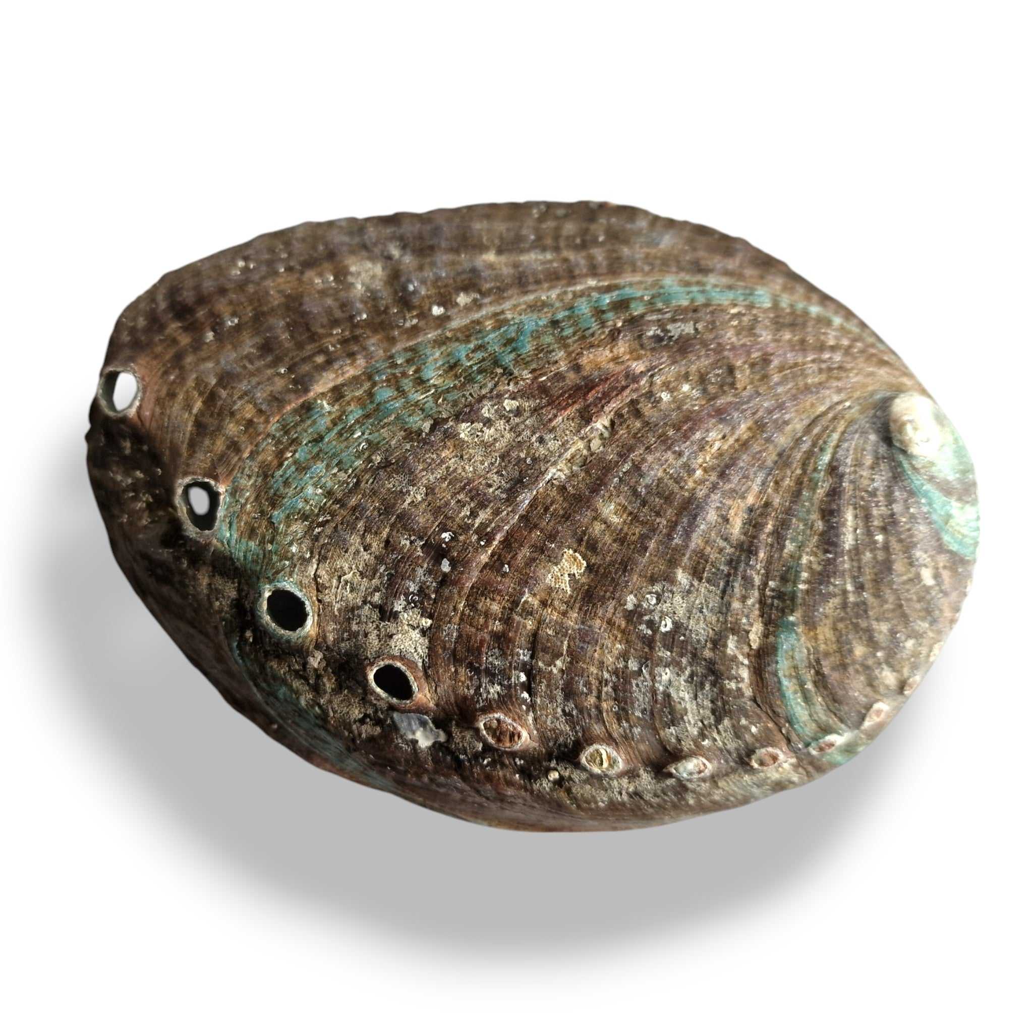 Shell 