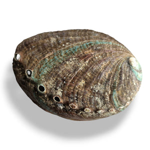 Shell 