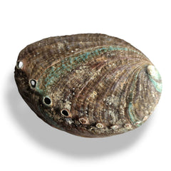 Shell 