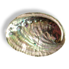 Abalone Shell 