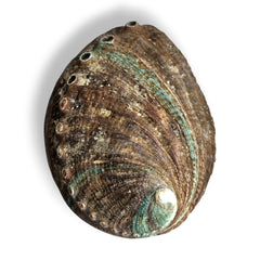 Natural Abalone Shell 