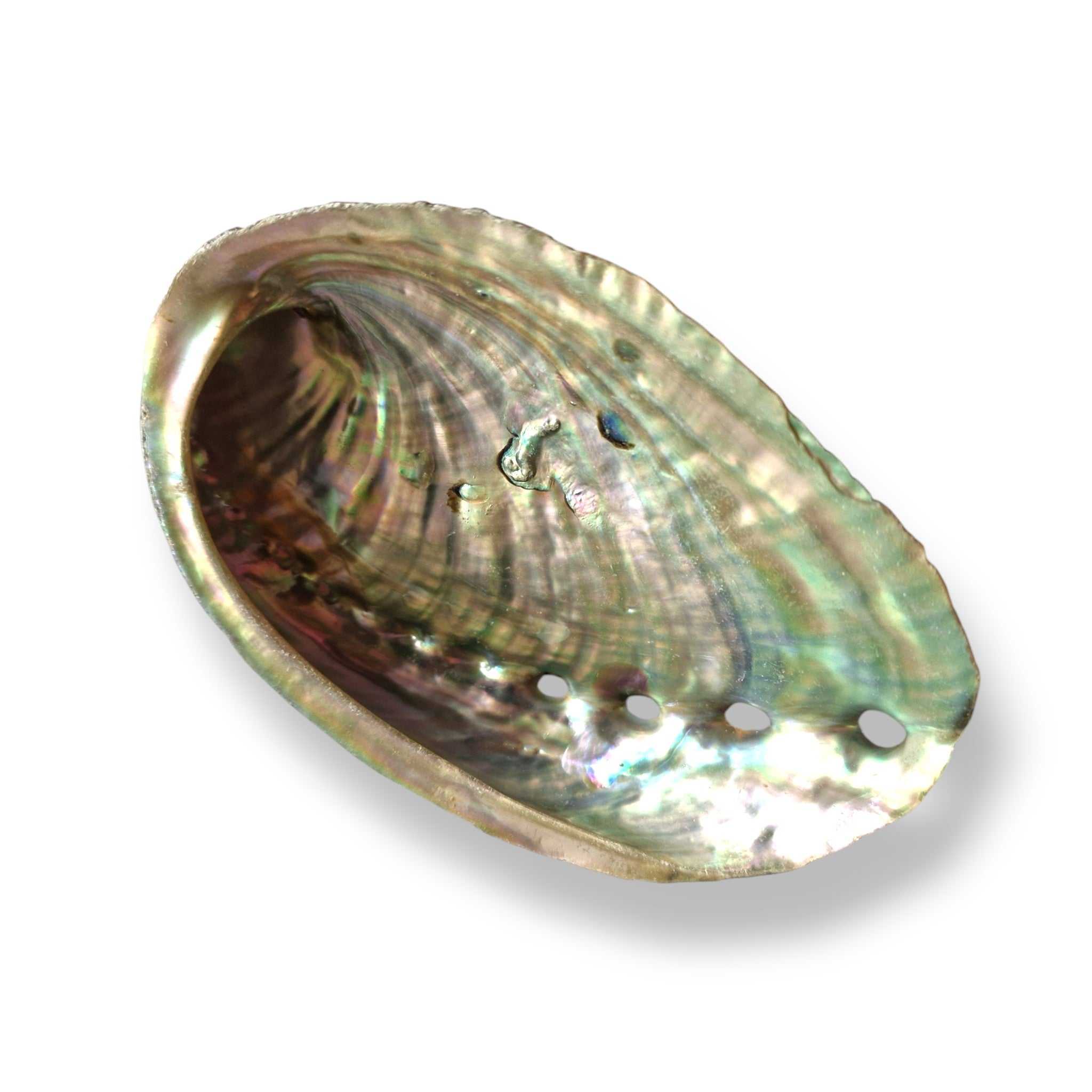 Abalone