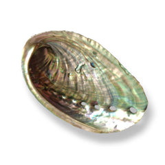 Abalone